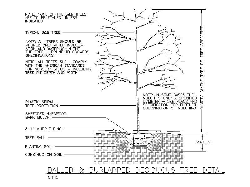 Balled and Burlapped Deciduous Tree Planting Detail – free CAD block preview