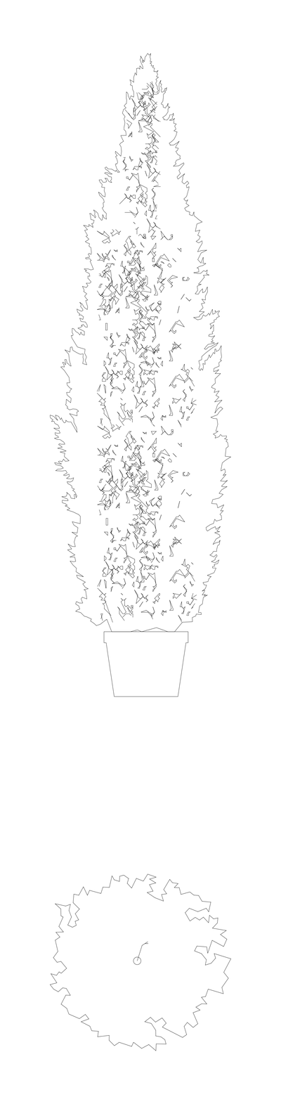 Arborvitae Tree - Elevation and Plan CAD block preview