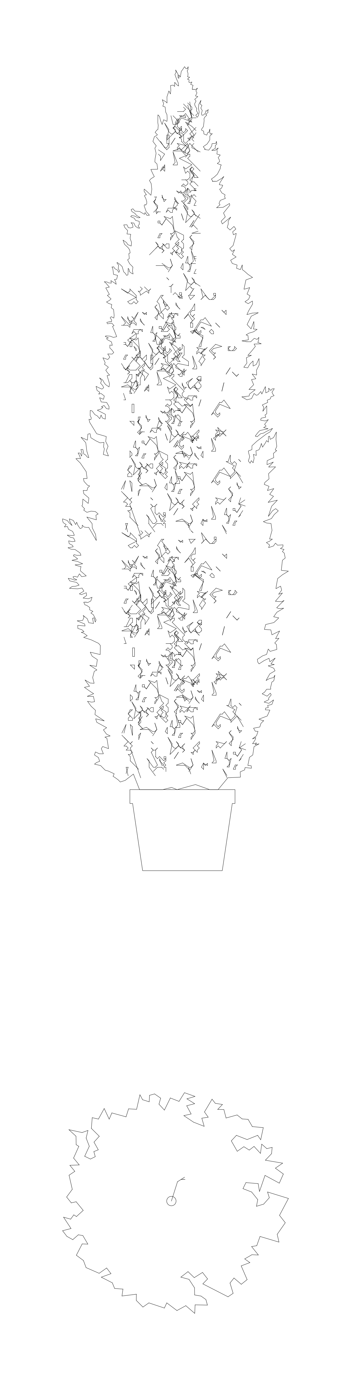 Arborvitae Tree - Elevation and Plan – free CAD block preview