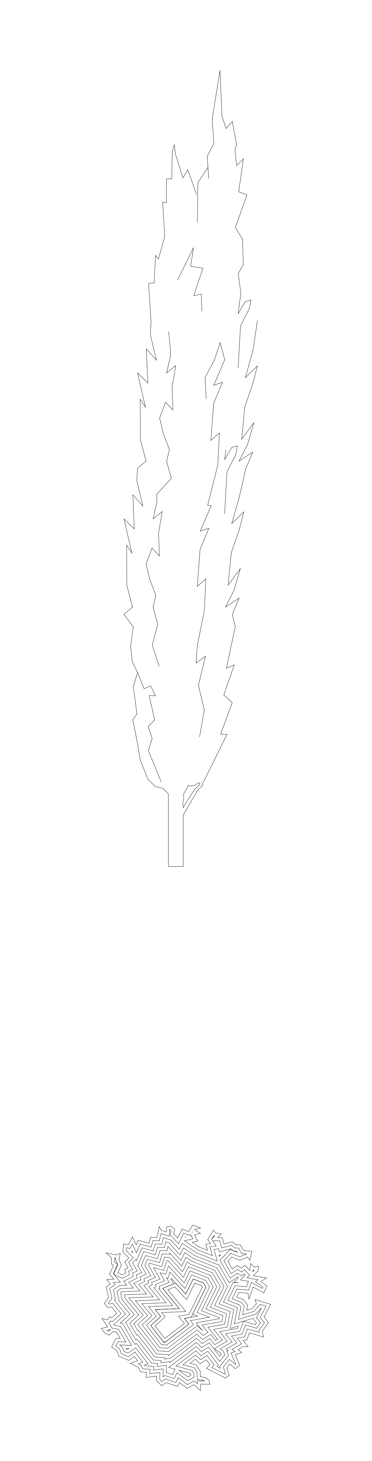 Cupressus Sempervirens Tree - Elevation and Plan – free CAD block preview