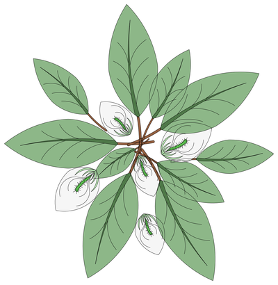 White Anthurium Plant - Plan View CAD block preview
