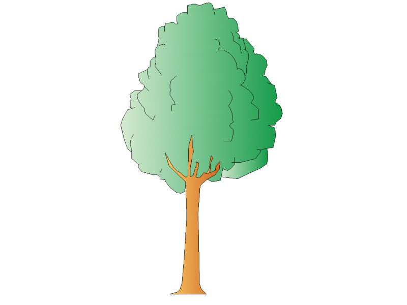 Tree Elevation - Green Ash